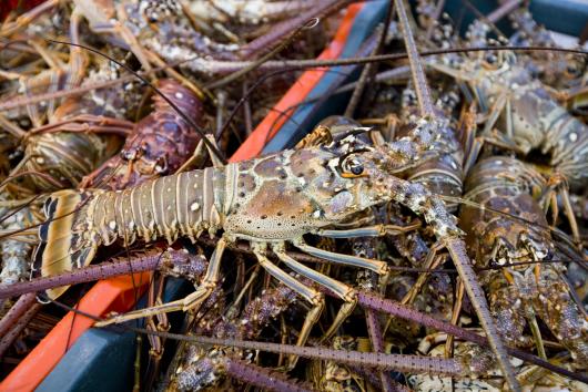 Spiny lobster - Punta Allen Cooperative