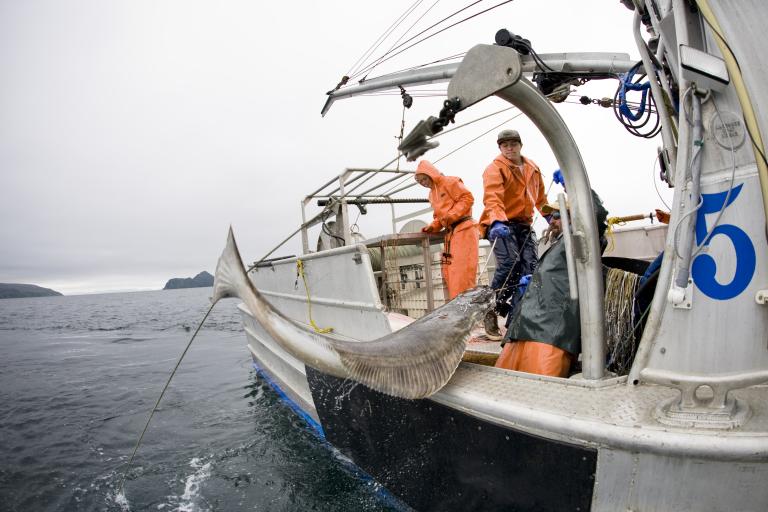 Alaskan Halibut fishermen