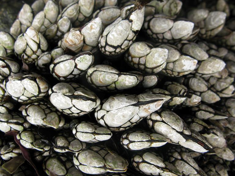 Goose Neck Barnacles