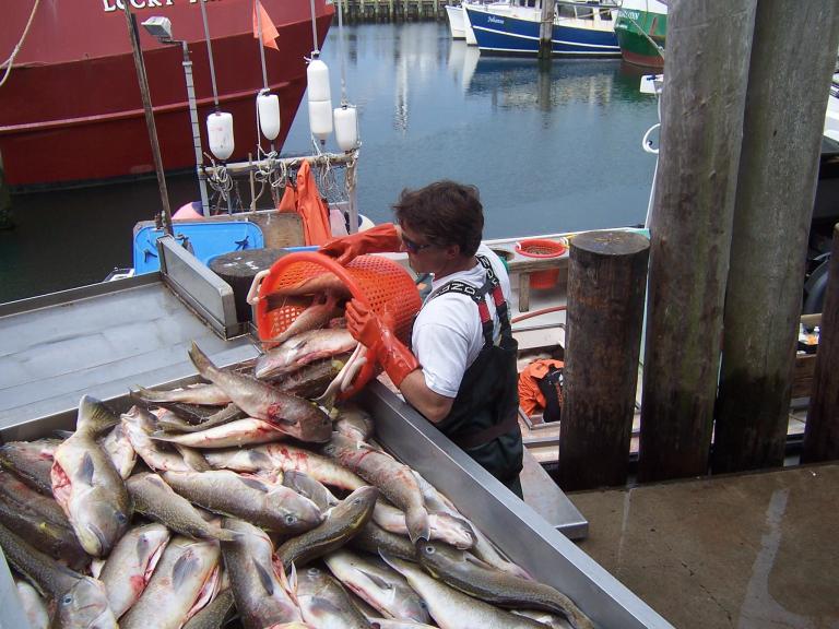 Tilefish  NOAA Fisheries