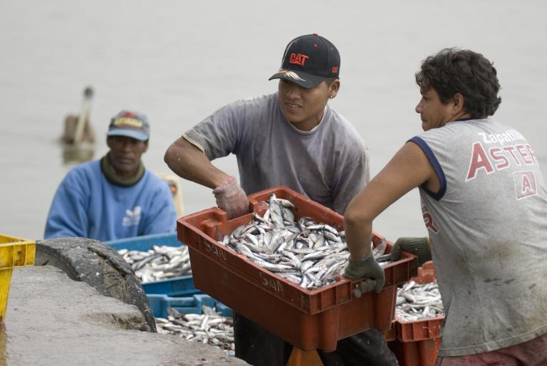 Peruvian anchoveta fishers