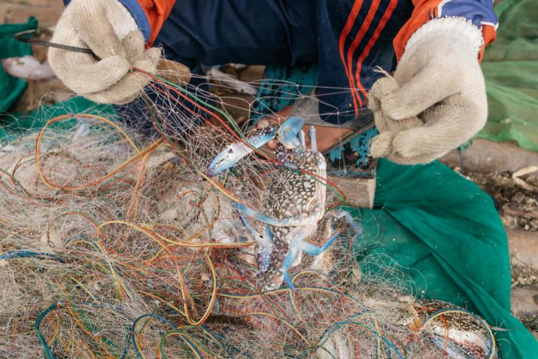 Blue swimming crabs in net
